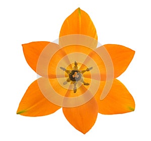 Sun star flower head