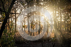 sun star shining in the Woods autumn forest trees. nature green wood sunlight backgrounds