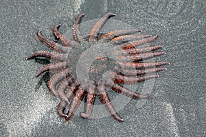 Sun Starfish Tentacles Moving on an Oregon Beach