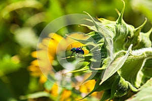 The sun on the stem