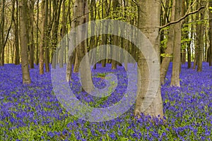 Sun streams through bluebell woods with deep blue purple flowers under a bright green beech canopy