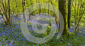 Sun streams through bluebell woods with deep blue purple flowers under a bright green beech canopy