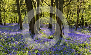 Sun streams through bluebell woods with deep blue purple flowers under a bright green beech canopy