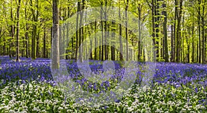 Sun streams through bluebell woods with deep blue purple flowers under a bright green beech canopy