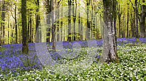 Sun streams through bluebell woods with deep blue purple flowers under a bright green beech canopy