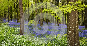 Sun streams through bluebell woods with deep blue purple flowers under a bright green beech canopy