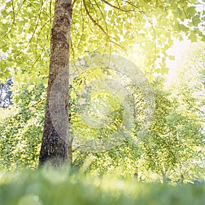 Sun sunlight shining through branches and green leaves of trees on a sunny day. Spring and summer nature background