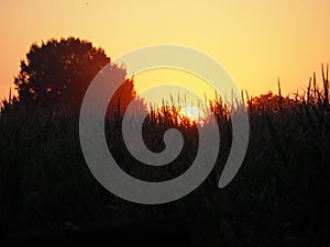 the sun of a sunrise in the agricultural fields of lerida, spain, europe