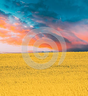 Sun At Sunset Sunrise Over Horizon Of Spring Flowering Canola, Rapeseed, Oilseed Field. Blossom Of Canola Yellow Flowers