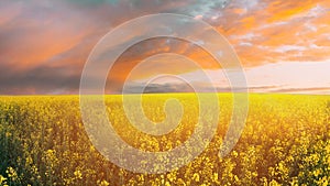 Sun At Sunset Sunrise Over Horizon Of Spring Flowering Canola, Rapeseed, Oilseed Field Meadow Grass. Blossom Of Canola