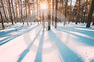 Sun Sunshine Sunlight Through Frosted Pine Trees Frozen Trunks Woods In Winter Snowy Coniferous Forest Landscape