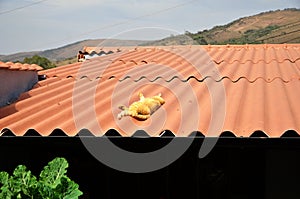 In the sun on top of the roof an orange Felis Catus sleeping photo