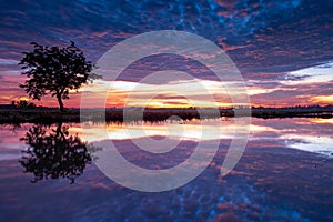 Sun and tree in lake with nature background