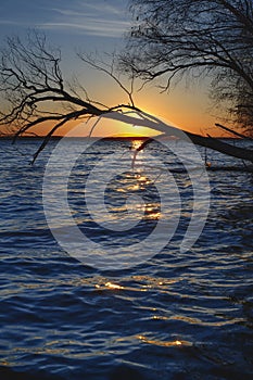 Sun and tree in lake