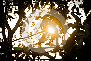 Sun and the tree, sun shining through trees branches