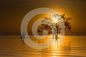 A Sun Tree at Sunrise