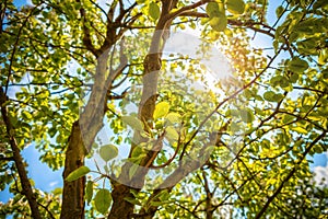 Sun through trees