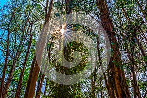 Sun and trees in Dandenong ranges, Victoria, Australia