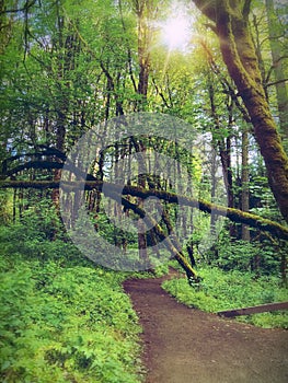 The sun through the trees in Oregon