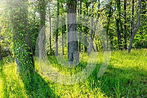 Sun through trees overgrown with moss in dense rainforest