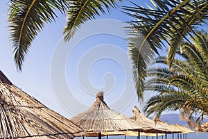 Sun umbrellas and leaves of palm trees against blue sky. Summer vacation concept. Montenegro