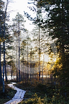 Sunrise seen in the frorest, Finland photo