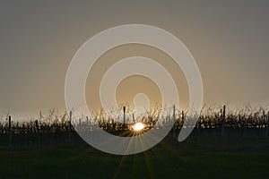 Sun between vineyards