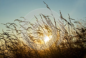 Sun, visible from the grass, sunset scenery