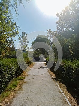 Sun, way, tree, sky, tree area, nature