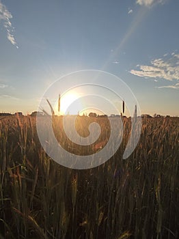 sun, wheat, sky photo