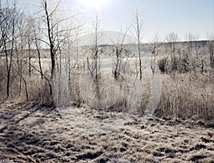 Sun winter morn