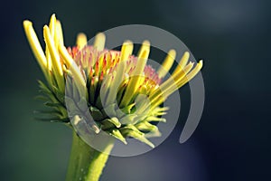 Sun Worship Echinacea Bloom Heliantheae Macro