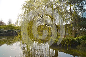 Sun Yat-Sen Public Park in Vancouver Canada. photo