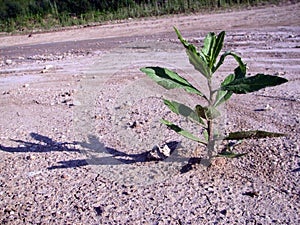 Sunbaked soil