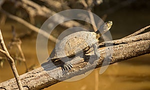 Sunbaking Turtle