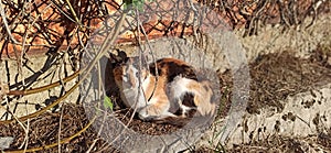 Sunbath cat