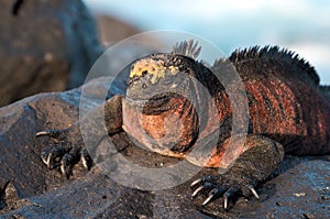 Sunbath of a Marine iguana