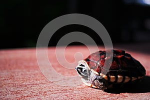 Sunbath Small Turtle