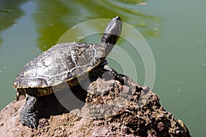 Sunbath turtle