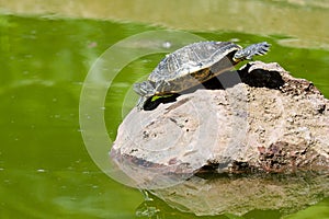 Sunbath turtle