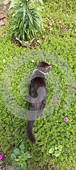 A sunbathed black and white cat