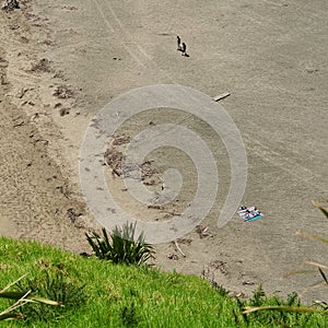 Sunbathers and strollers on Piha Beach photo