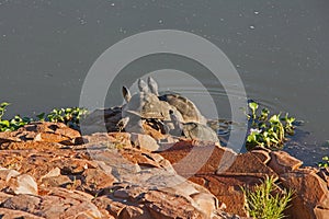 Sunbathing African Helmeted Turtles (Pelomedusa subrufa) 13509