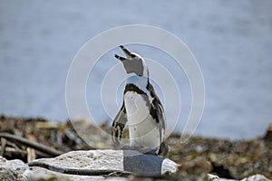 Sunbathing African Penguins