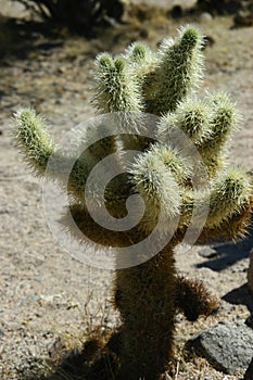 A Sunbathing Baby Joshua Tree