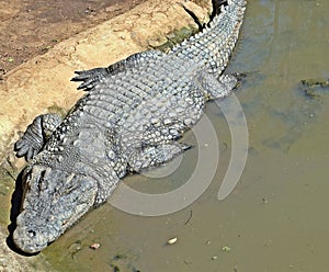 Sunbathing brute