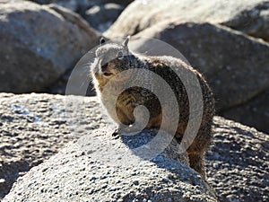 Sunbathing California Ground Squirrel