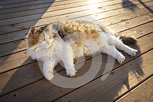Sunbathing cat on deck