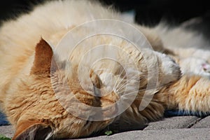 Sunbathing Cat on Pavement