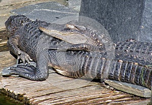 Sunbathing couple of alligators
